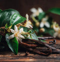 Vanilla Luxe Soy Blend Candle